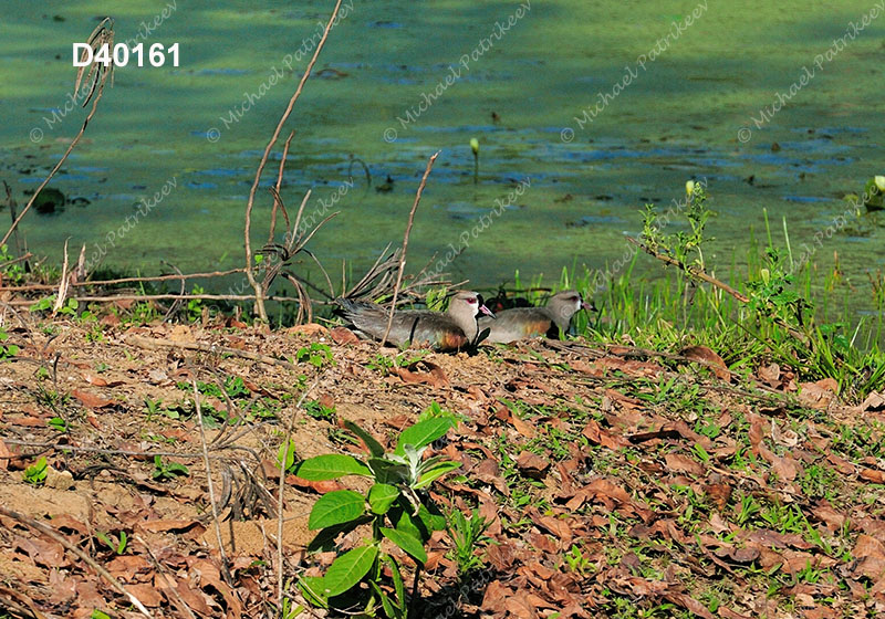 Southern Lapwing (Vanellus chilensis)